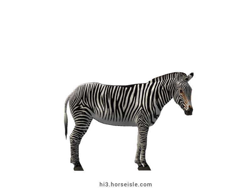 Grevy's Zebra White Striped Coat (normal view)